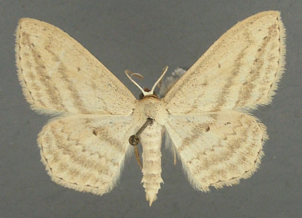/filer/webapps/moths/media/images/D/deserta_Scopula_AM_TMSA.jpg