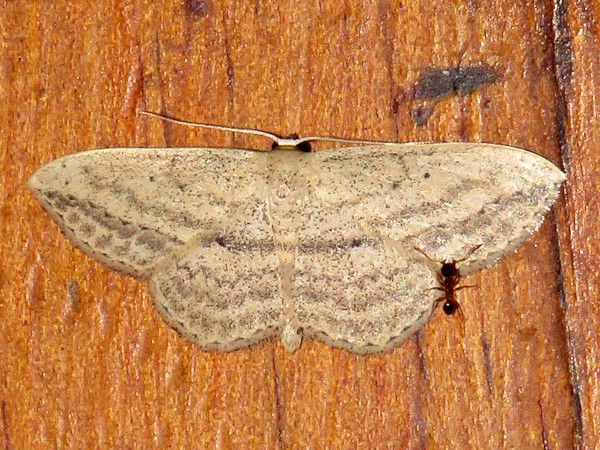 /filer/webapps/moths/media/images/D/deserta_Scopula_A_Braun.jpg