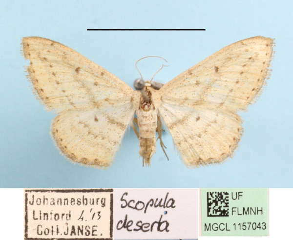 /filer/webapps/moths/media/images/D/deserta_Scopula_A_MGCLa_01.jpg