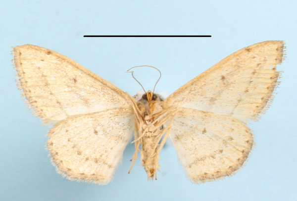/filer/webapps/moths/media/images/D/deserta_Scopula_A_MGCLb_01.jpg