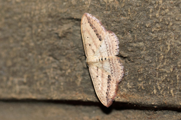 /filer/webapps/moths/media/images/D/deserta_Scopula_A_Voaden.jpg