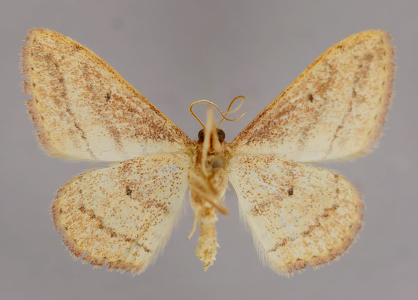 /filer/webapps/moths/media/images/D/deserta_Scopula_A_ZSM_02.jpg