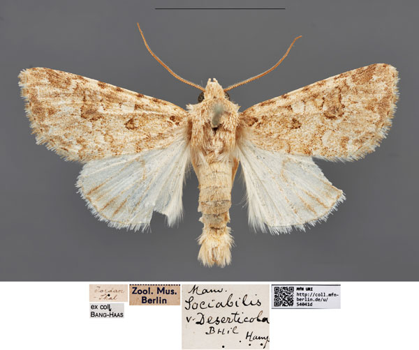 /filer/webapps/moths/media/images/D/deserticola_Cardepia_ST_MfNa.jpg