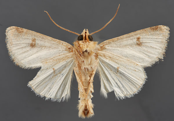 /filer/webapps/moths/media/images/D/deserticola_Cardepia_ST_MfNb.jpg