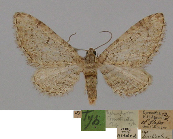 /filer/webapps/moths/media/images/D/deserticola_Tephroclystia_HT_BMNH.jpg