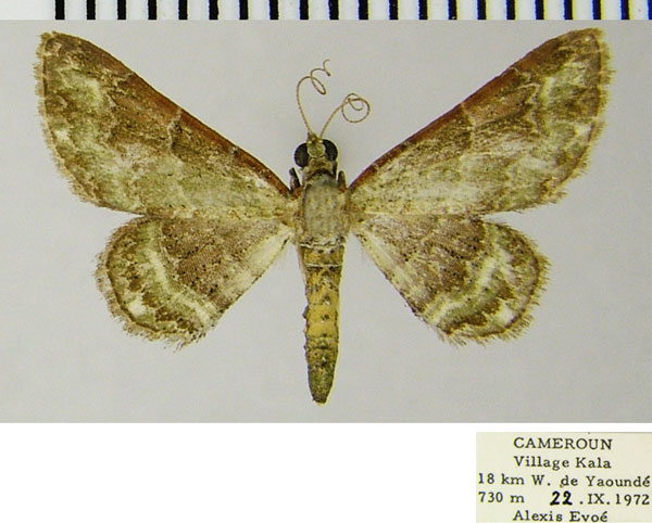 /filer/webapps/moths/media/images/D/desiderata_Gymnoscelis_AM_ZSMa.jpg