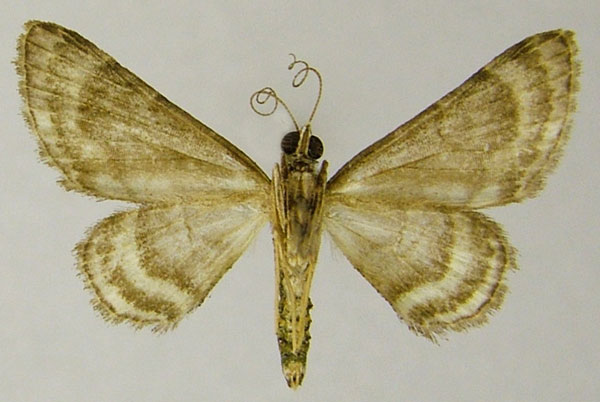 /filer/webapps/moths/media/images/D/desiderata_Gymnoscelis_AM_ZSMb.jpg