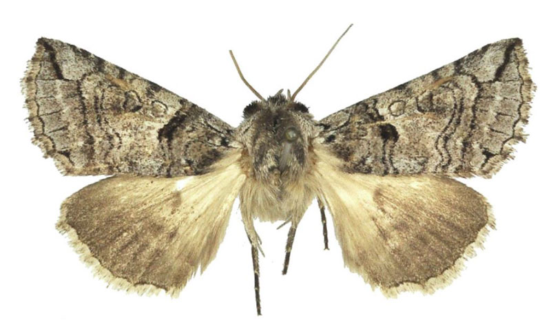 /filer/webapps/moths/media/images/D/designina_Marplena_HT_BMNH.jpg