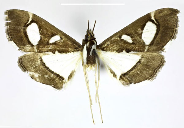 /filer/webapps/moths/media/images/D/desmialis_Diaphania_AM_ABSRC.jpg