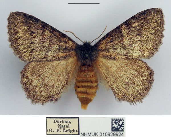 /filer/webapps/moths/media/images/D/despecta_Lichenopteryx_AF_NHMUK.jpg