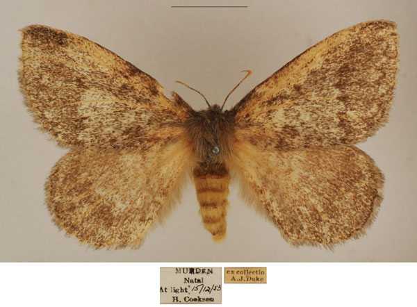 /filer/webapps/moths/media/images/D/despecta_Lichenopteryx_AF_TMSA_01.jpg