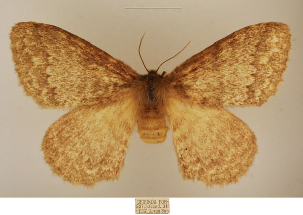 /filer/webapps/moths/media/images/D/despecta_Lichenopteryx_AF_TMSA_02.jpg