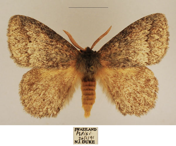 /filer/webapps/moths/media/images/D/despecta_Lichenopteryx_AM_TMSA_01.jpg