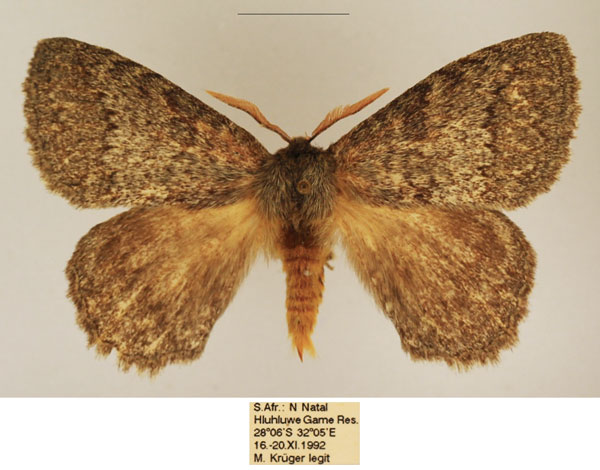/filer/webapps/moths/media/images/D/despecta_Lichenopteryx_AM_TMSA_02.jpg