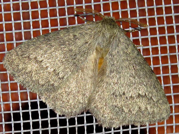 /filer/webapps/moths/media/images/D/despecta_Lichenopteryx_A_Braun_06.jpg