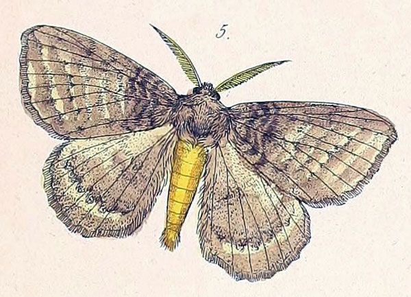 /filer/webapps/moths/media/images/D/despecta_Lichenopteryx_HT_Felder_1874_95-5.jpg