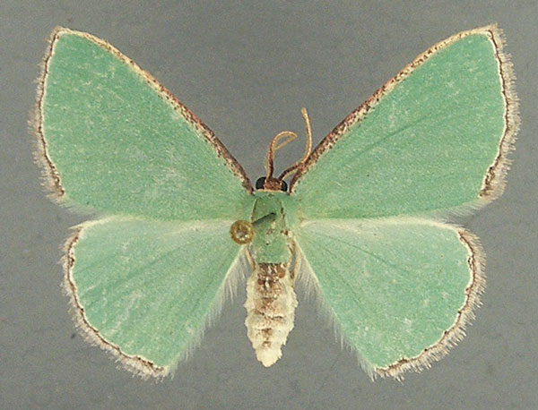 /filer/webapps/moths/media/images/D/despoliata_Heterorachis_AF_TMSA_02.jpg