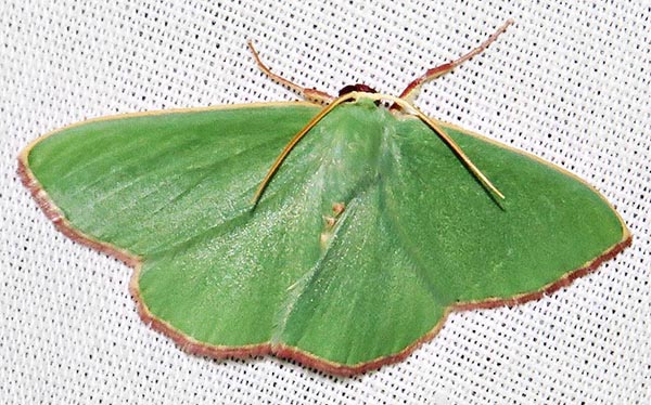 /filer/webapps/moths/media/images/D/despoliata_Heterorachis_A_Braun_05.jpg