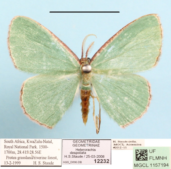 /filer/webapps/moths/media/images/D/despoliata_Heterorachis_A_MGCLa_01.jpg