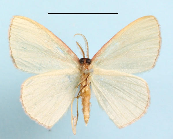 /filer/webapps/moths/media/images/D/despoliata_Heterorachis_A_MGCLb_01.jpg