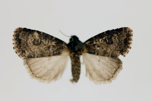 /filer/webapps/moths/media/images/D/destefanii_Axylia_AF_RMCA.jpg