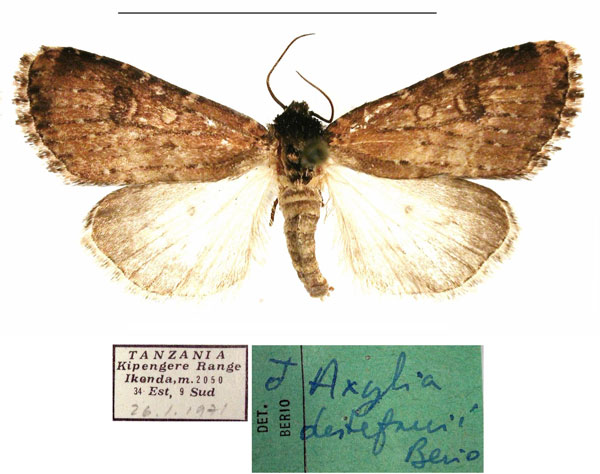 /filer/webapps/moths/media/images/D/destefanii_Axylia_AM_MSNM_02.jpg
