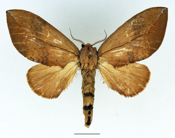 /filer/webapps/moths/media/images/D/destituta_Brachychira_AF_Basquin_01.jpg