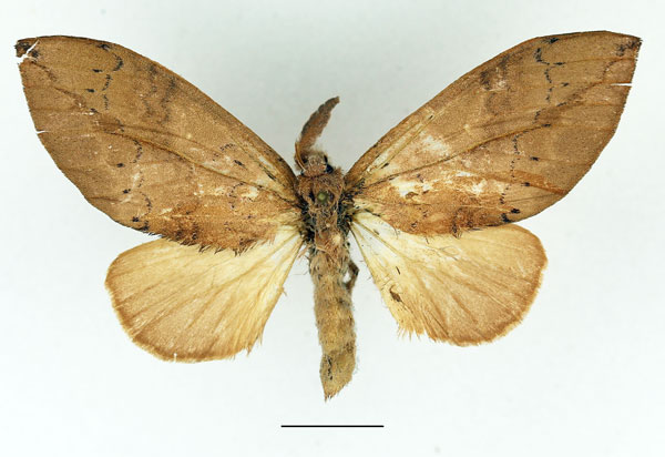 /filer/webapps/moths/media/images/D/destituta_Brachychira_AF_Basquin_02.jpg