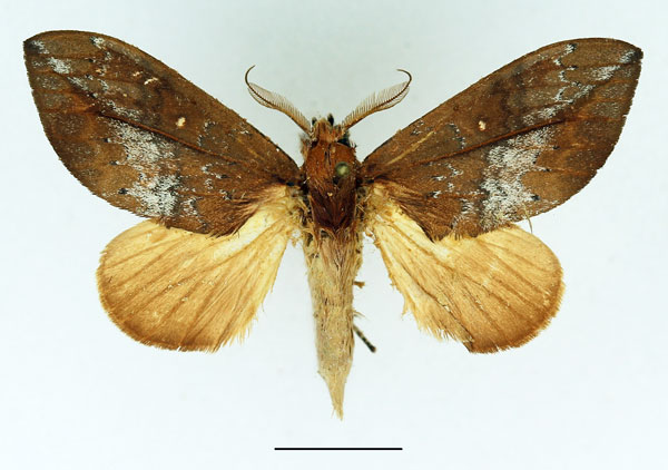 /filer/webapps/moths/media/images/D/destituta_Brachychira_AM_Basquin_01.jpg