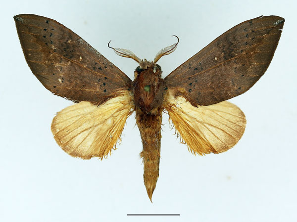 /filer/webapps/moths/media/images/D/destituta_Brachychira_AM_Basquin_02.jpg