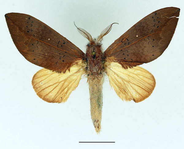 /filer/webapps/moths/media/images/D/destituta_Brachychira_AM_Basquin_03.jpg