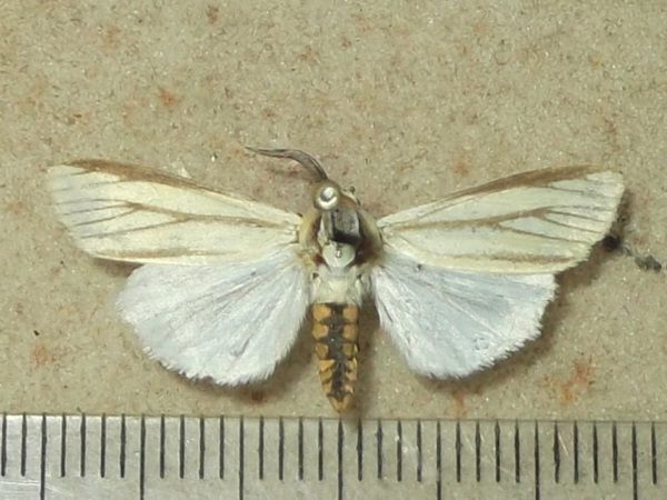 /filer/webapps/moths/media/images/D/destrictus_Paralacydes_AM_Goffa_01.jpg