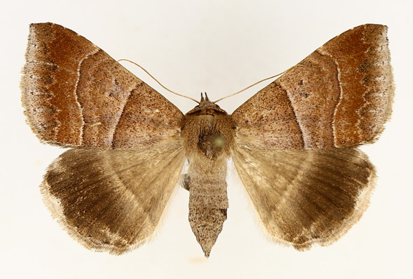 /filer/webapps/moths/media/images/D/determinata_Achaea_AF_TMSA_01.jpg