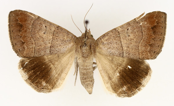 /filer/webapps/moths/media/images/D/determinata_Achaea_AF_TMSA_02.jpg