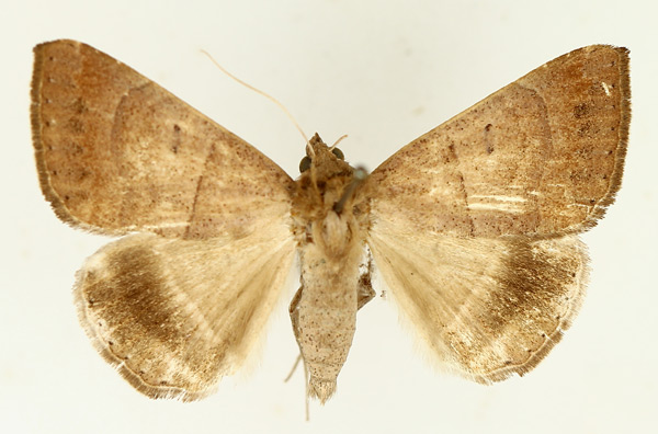 /filer/webapps/moths/media/images/D/determinata_Achaea_AM_TMSA_01.jpg