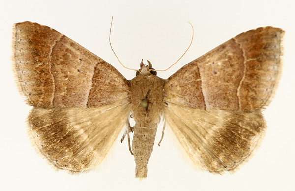 /filer/webapps/moths/media/images/D/determinata_Achaea_AM_TMSA_02.jpg