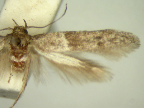 /filer/webapps/moths/media/images/D/determinata_Blastobasis_HT2552_TMSA_02.jpg