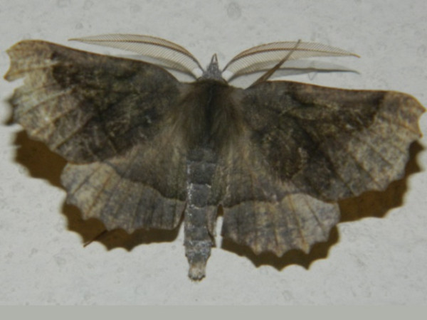 /filer/webapps/moths/media/images/D/determinata_Drepanogynis_A_Grobler_01.jpg