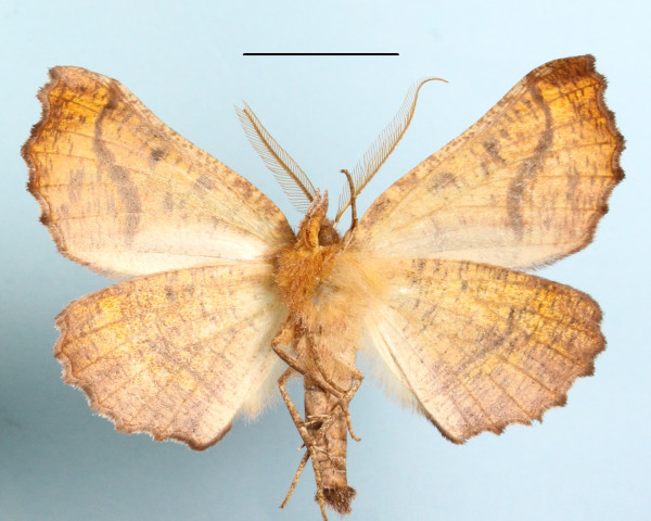 /filer/webapps/moths/media/images/D/determinata_Drepanogynis_A_MGCLb_01.jpg