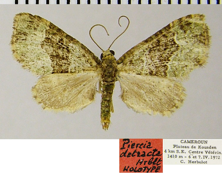 /filer/webapps/moths/media/images/D/detracta_Piercia_HT_ZSMa.jpg