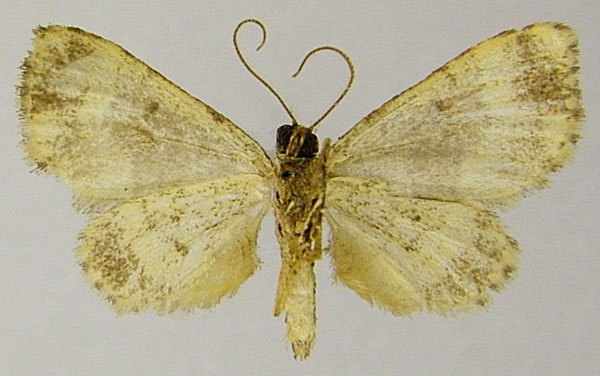 /filer/webapps/moths/media/images/D/detracta_Piercia_HT_ZSMb.jpg