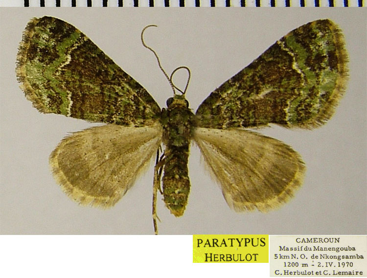 /filer/webapps/moths/media/images/D/detracta_Piercia_PTF_ZSM.jpg