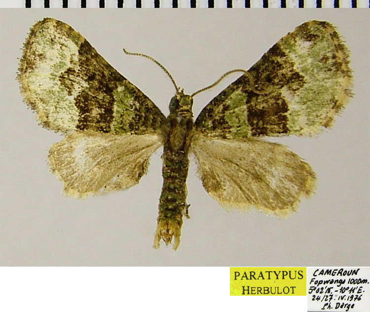 /filer/webapps/moths/media/images/D/detracta_Piercia_PTM_ZSM.jpg