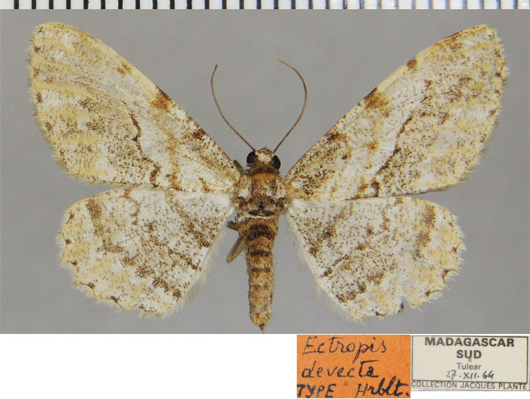 /filer/webapps/moths/media/images/D/devecta_Isturgia_HT_ZSMa.jpg