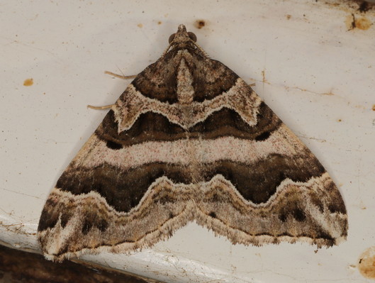 /filer/webapps/moths/media/images/D/deversa_Scotopteryx_A_Heyns_02.jpg