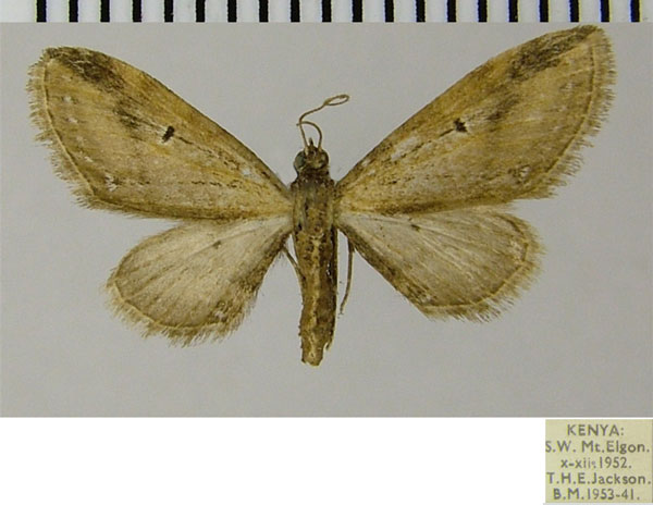 /filer/webapps/moths/media/images/D/devestita_Eupithecia_AF_ZSM.jpg