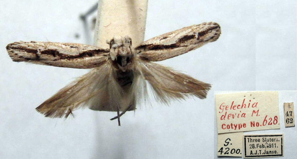 /filer/webapps/moths/media/images/D/devia_Gelechia_PLT_TMSA.jpg