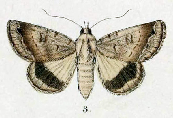 /filer/webapps/moths/media/images/D/devia_Pandesma_HT_Swinhoe_48_3.jpg