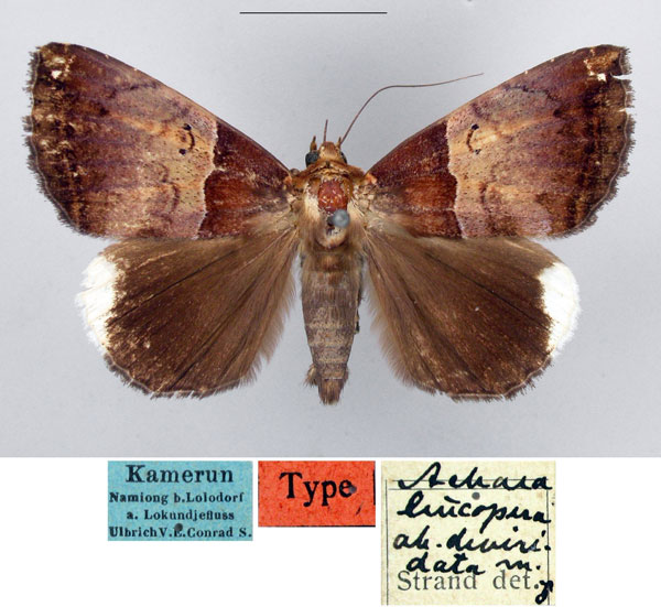 /filer/webapps/moths/media/images/D/deviridata_Achaea_HT_MfN.jpg