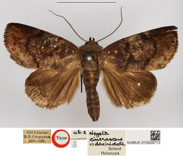 /filer/webapps/moths/media/images/D/deviridata_Negeta_HT_NHMUK.jpg